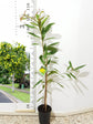 Xanthostemon Chrysanthus First Love Yellow 