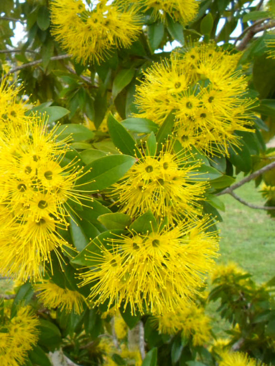 Xanthostemon Chrysanthus First Love Yellow Plant or Golden Penda with Green coloured leaves and Yellow coloured flower 