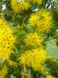 Xanthostemon Chrysanthus First Love Yellow Plant or Golden Penda with Green coloured leaves and Yellow coloured flower 