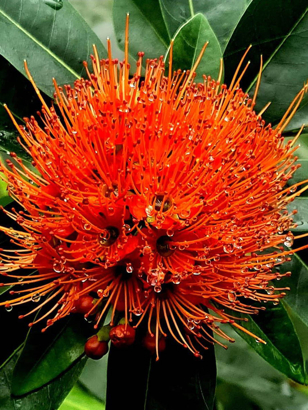 Xanthostemon Youngii First Love Red 