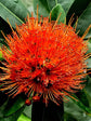 Xanthostemon Youngii First Love Red 