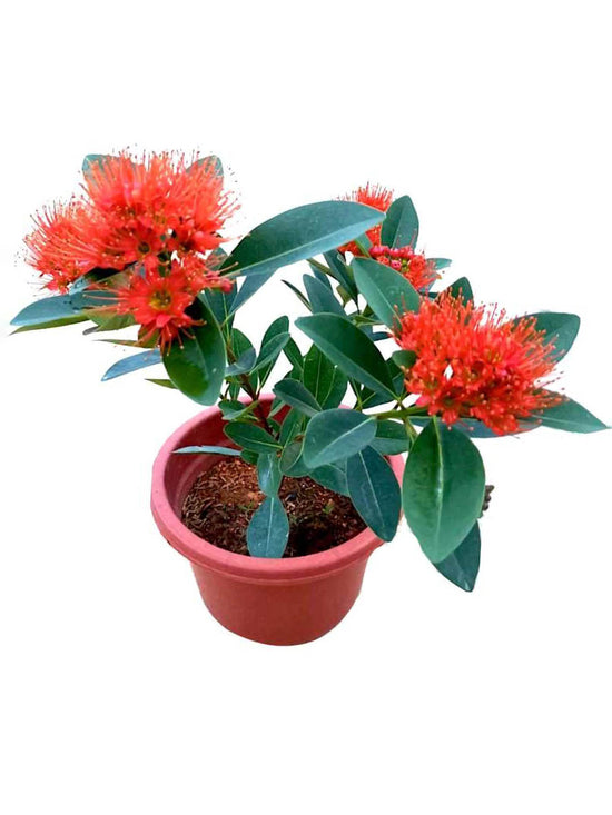 Xanthostemon Youngii First Love Red Plant or Crimson Penda, Red Penda with Green coloured leaves and Red coloured flower 
