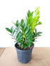Zamioculcas Zamiifolia Green Plant or Aroid Palm with Green coloured leaves