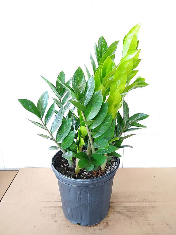 Zamioculcas Zamiifolia Green Plant or Aroid Palm with Green coloured leaves