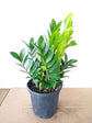 Zamioculcas Zamiifolia Green Plant or Aroid Palm with Green coloured leaves