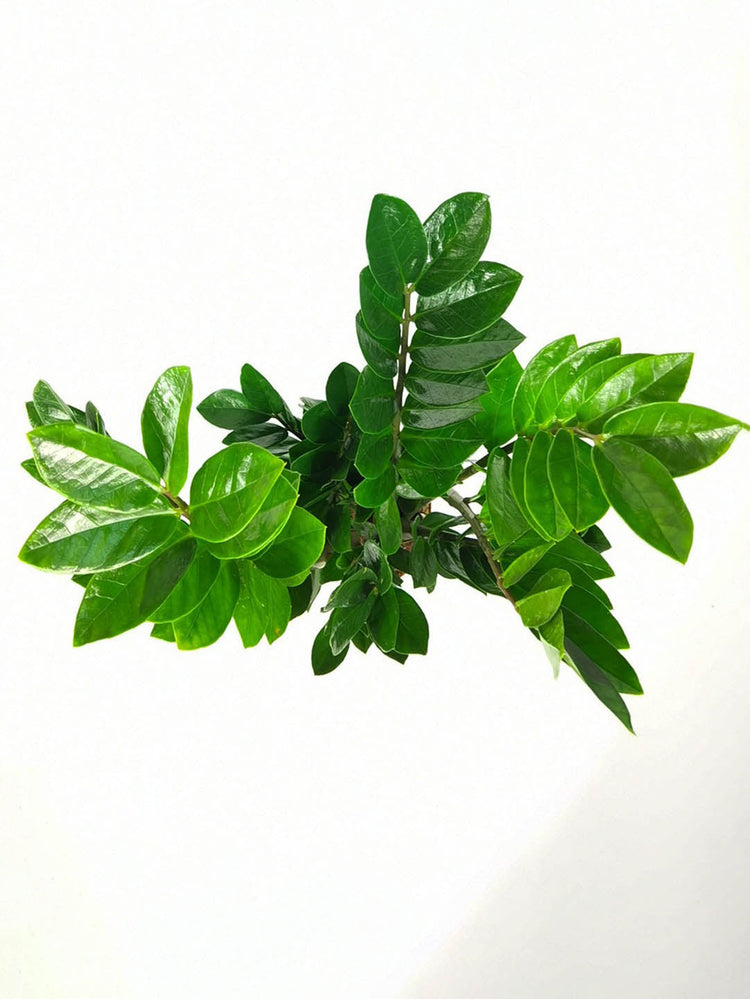 Zamioculcas Zamiifolia Green 