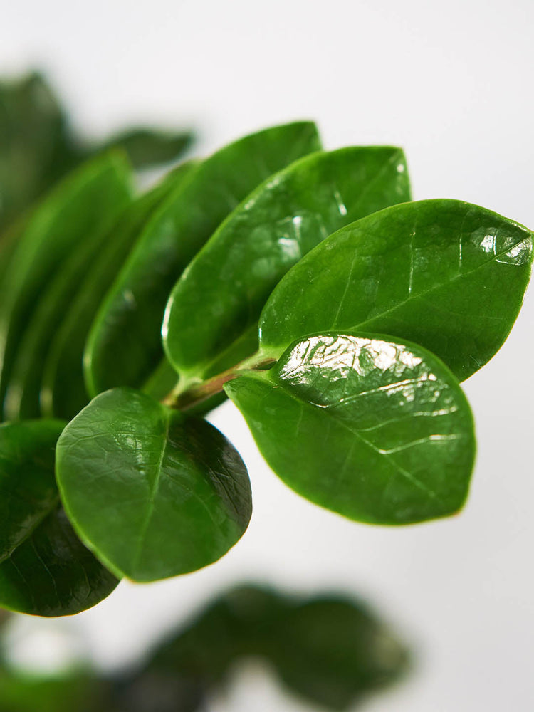Zamioculcas Zamiifolia Green 
