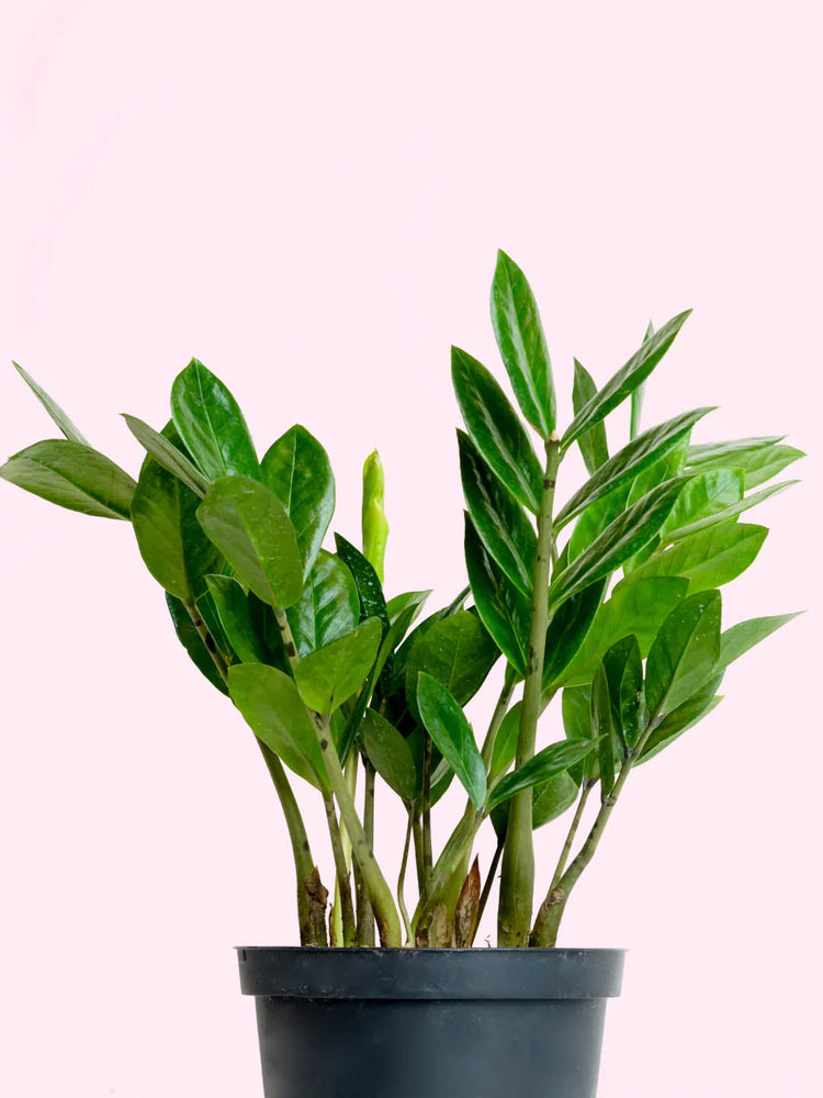 Zamioculcas Zamiifolia Green 