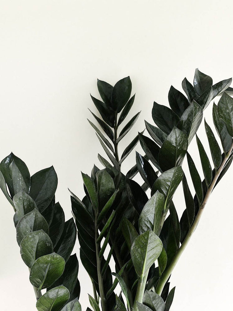 Zamioculcas Zamifolia Black 