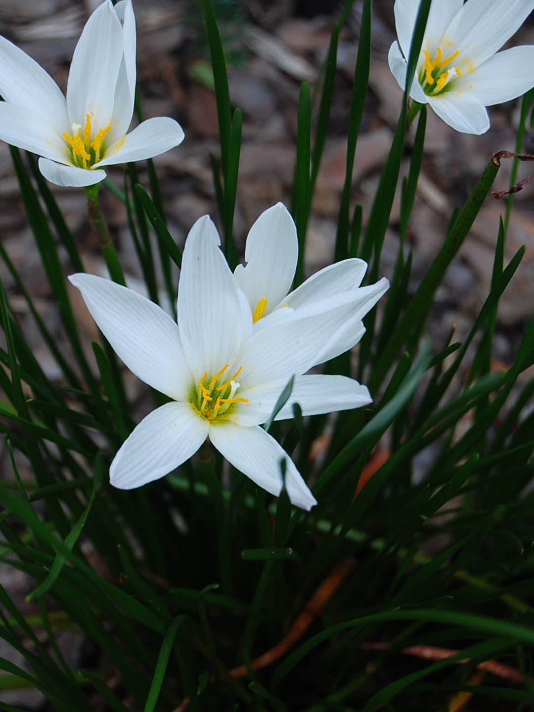 Zephyranthes Candida White Plant or White Rain Lily with Green coloured leaves and White coloured flower 