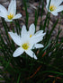 Zephyranthes Candida White Plant or White Rain Lily with Green coloured leaves and White coloured flower 