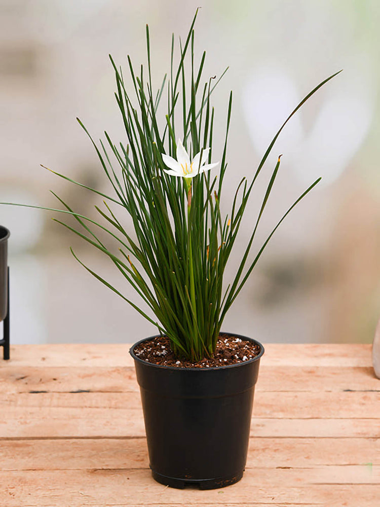 Zephyranthes Candida White