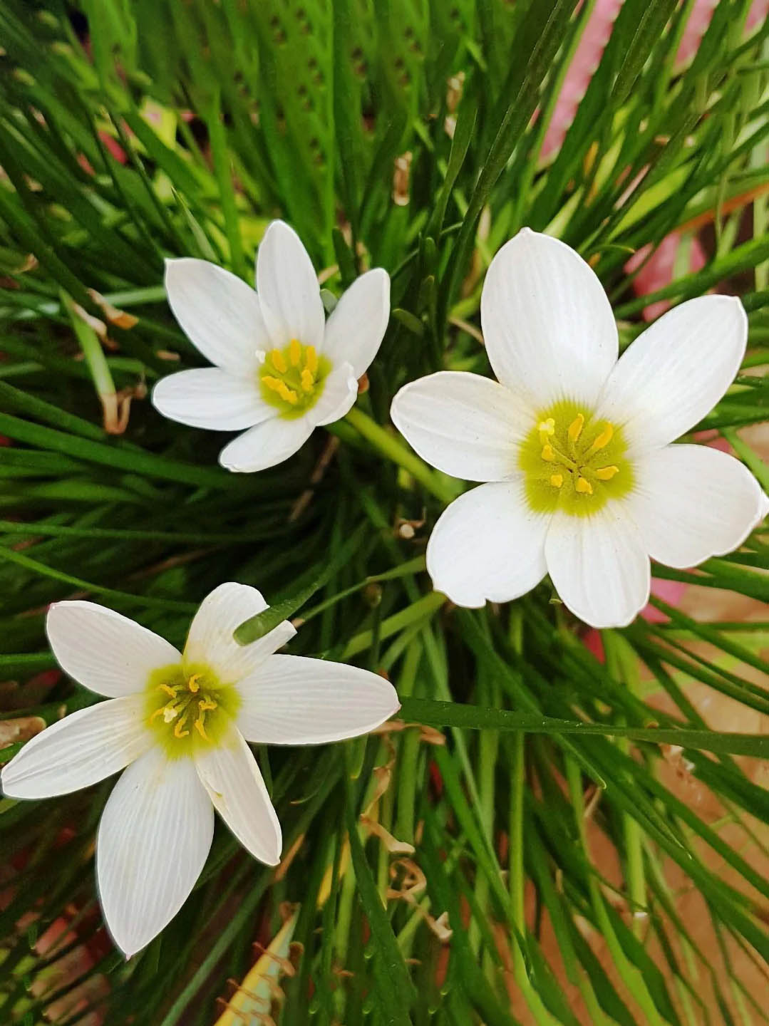 Zephyranthes Candida White