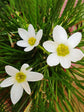 Zephyranthes Candida White