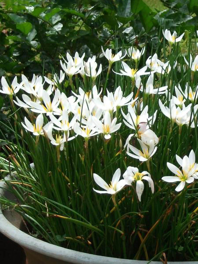 Zephyranthes Candida White