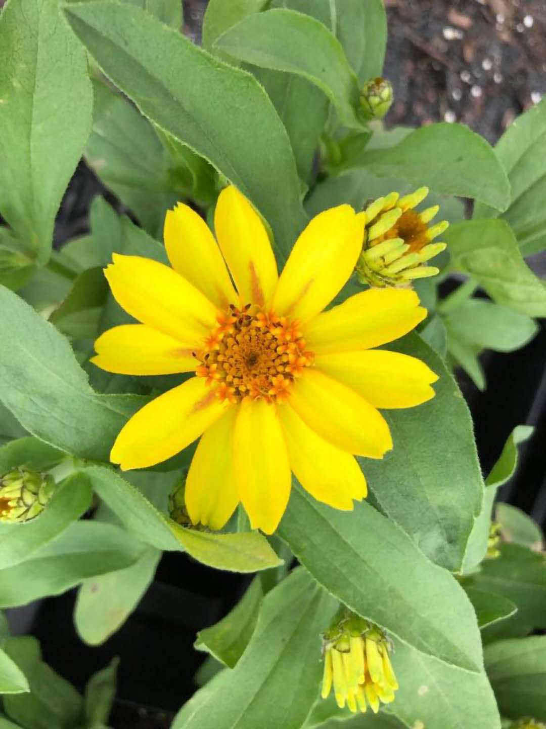 Zinnia Angustifolia Star Gold Plant or Yellow Star Zinnia with Green coloured leaves and Yellow coloured flower 