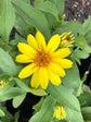 Zinnia Angustifolia Star Gold Plant or Yellow Star Zinnia with Green coloured leaves and Yellow coloured flower 