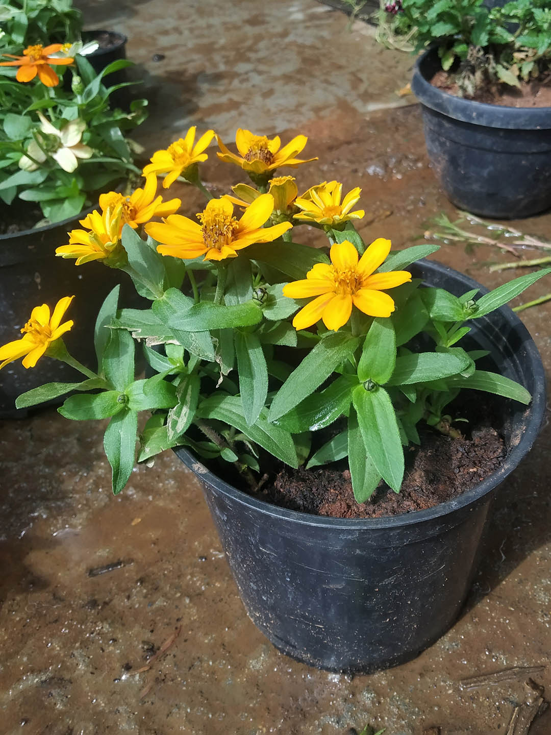 Zinnia Angustifolia Star Gold 