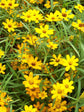 Zinnia Angustifolia Star Gold 