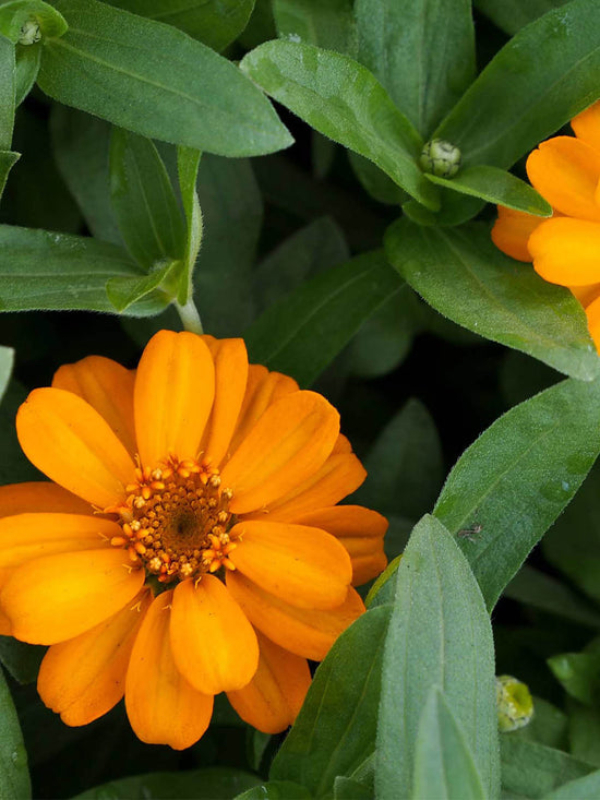 Zinnia Haageana Orange Star Plant or Orange Star Zinnia with Green coloured leaves and Orange coloured flower 