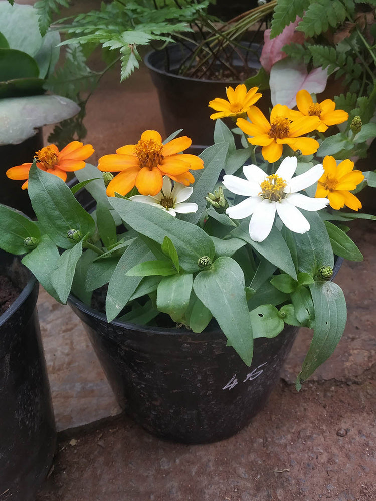 Zinnia Haageana Orange Star 