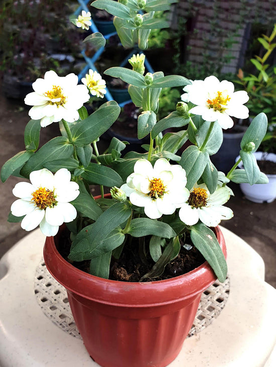 Zinnia Hybrida White Plant or Profusion Blanc Double White Zinnia with Green coloured leaves and White coloured flower 