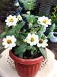 Zinnia Hybrida White Plant or Profusion Blanc Double White Zinnia with Green coloured leaves and White coloured flower 