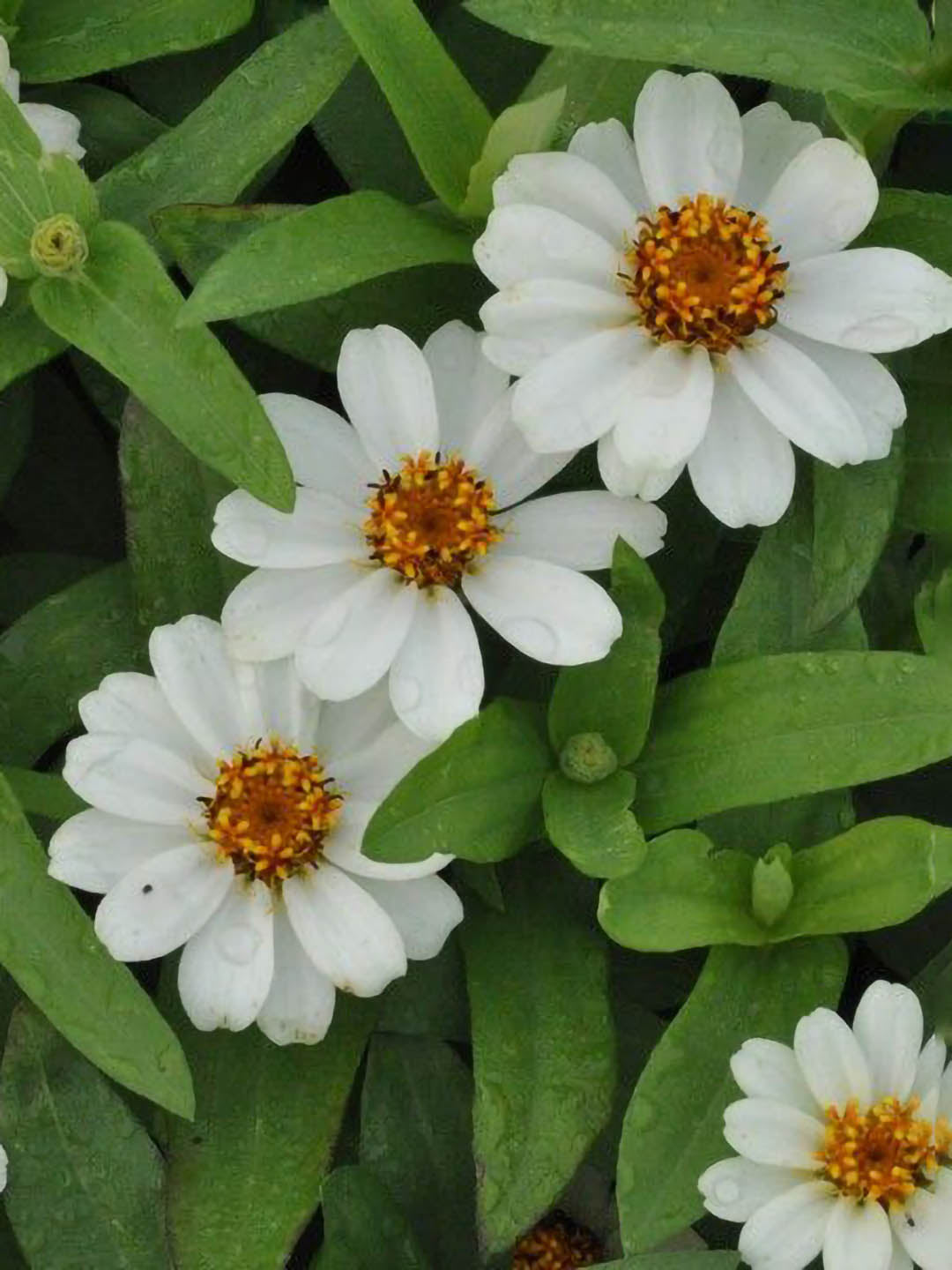 Zinnia Hybrida White 