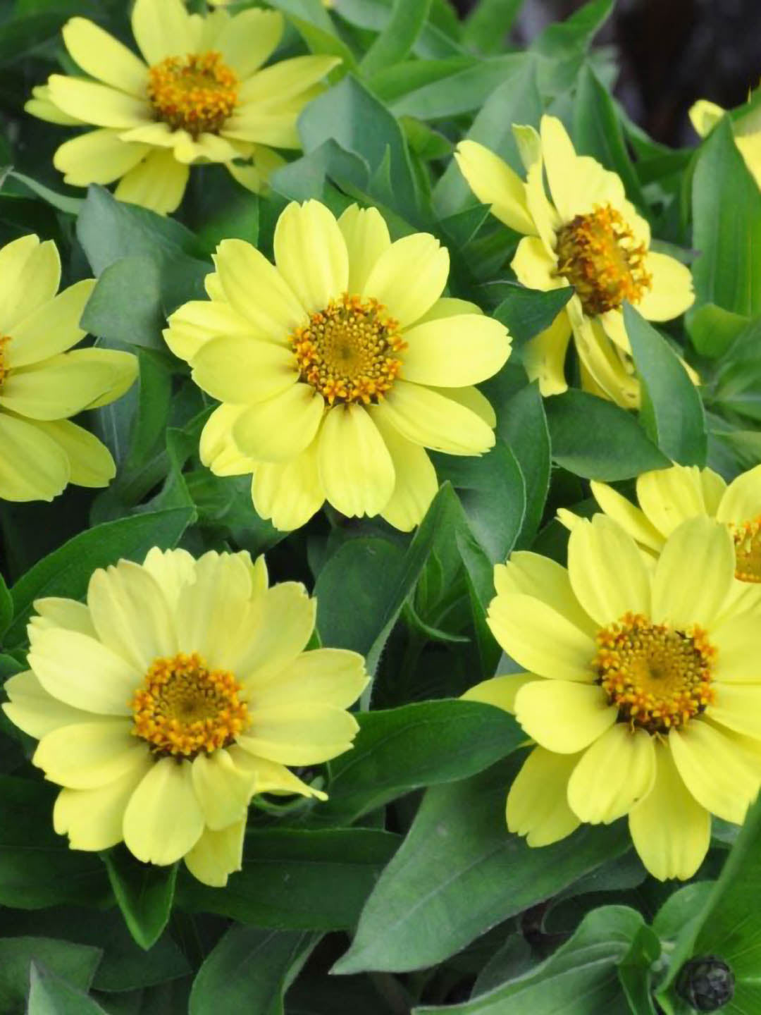 Zinnia Marylandica Zahara Yellow Plant or Zahara yellow Zinnia with Green coloured leaves and Yellow coloured flower 