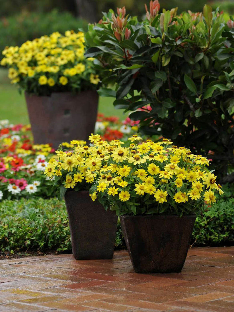 Zinnia Marylandica Zahara Yellow 