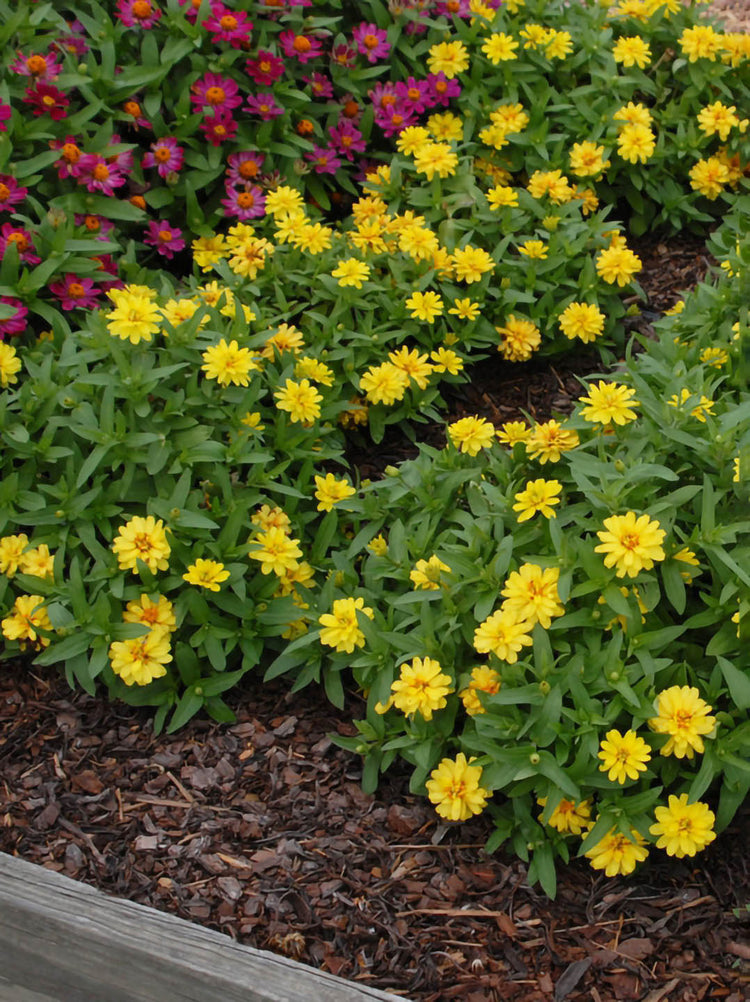 Zinnia Marylandica Zahara Yellow 