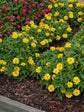Zinnia Marylandica Zahara Yellow 