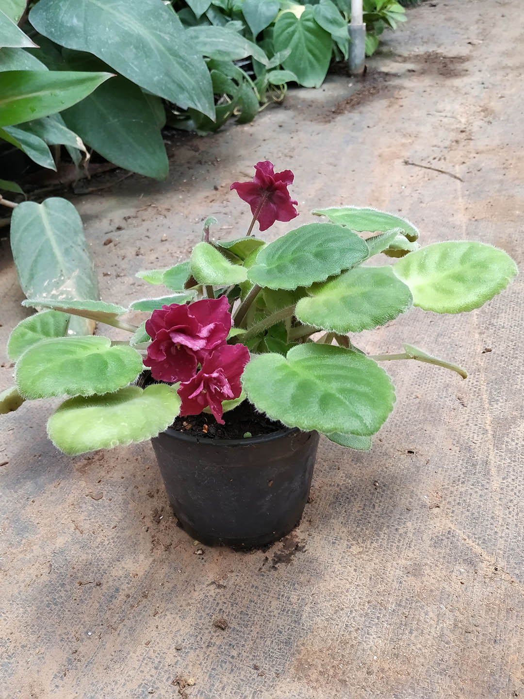 Saintpaulia Precious Red Plant or African Violets with Green coloured leaves and Purple Red coloured flower 