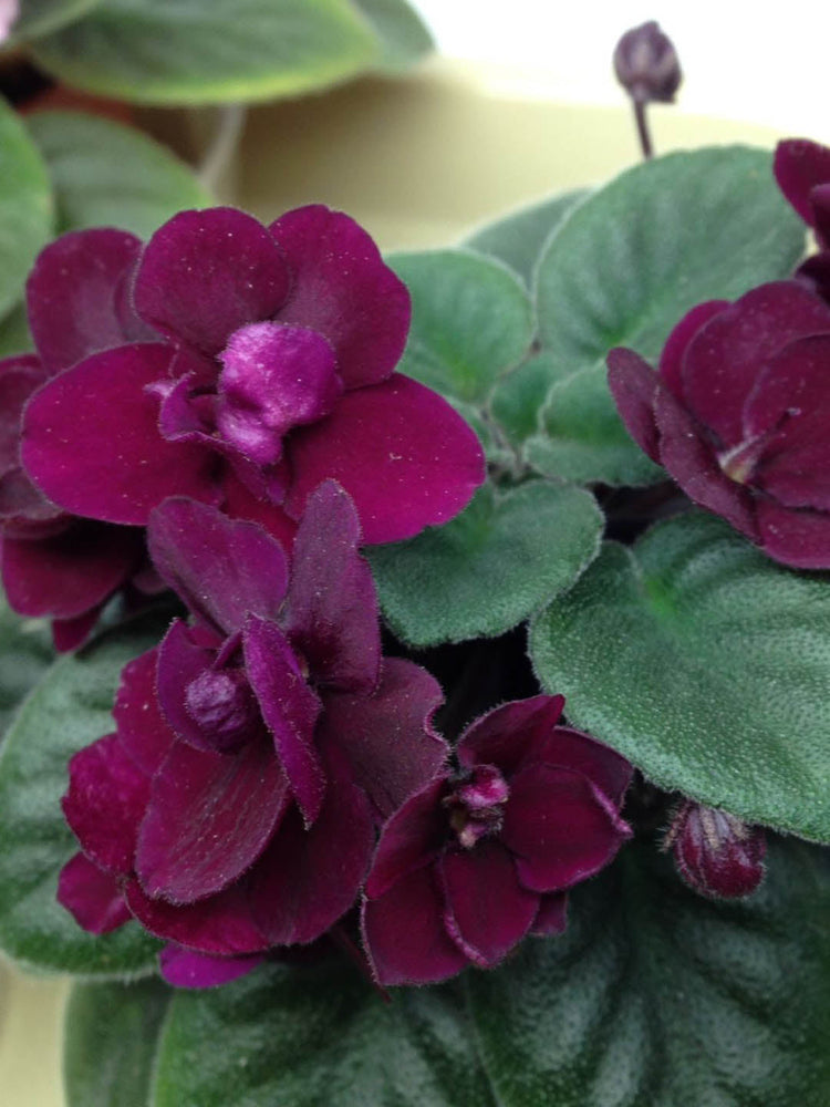 Saintpaulia Precious Red