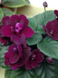 Saintpaulia Precious Red