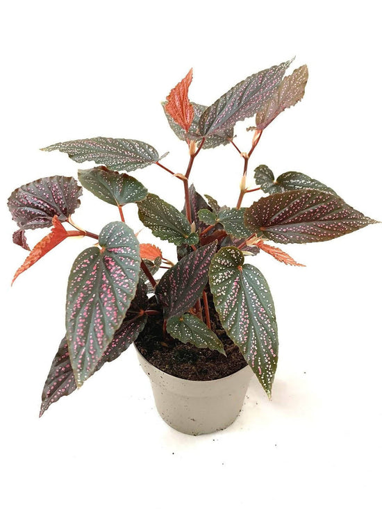 Begonia Benigo Pink Plant or Begonia with Pink Dots on Green coloured leaves and Red coloured flower 