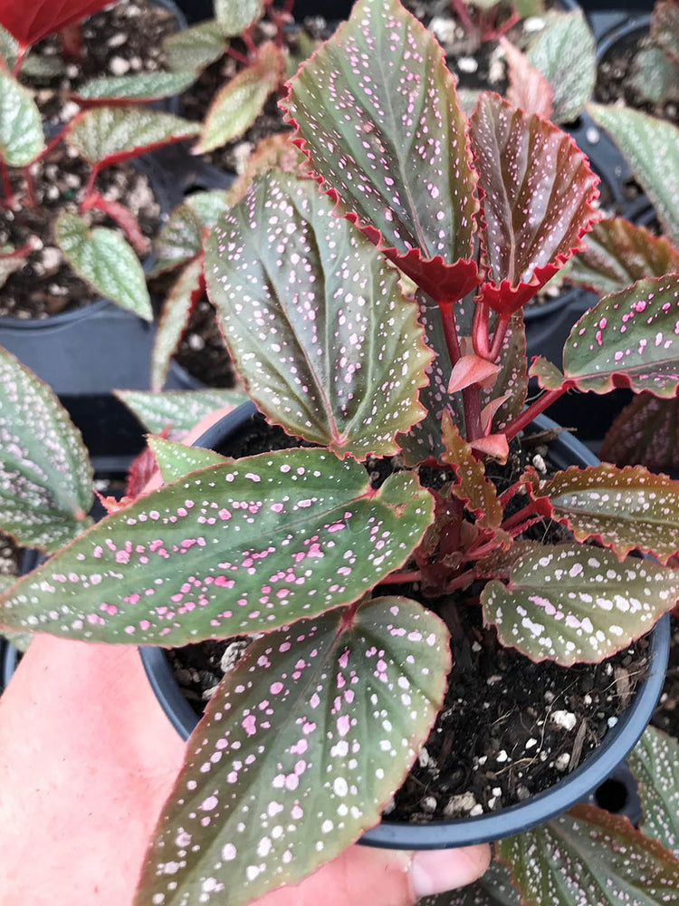 Begonia Benigo Pink