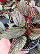 Begonia Benigo Pink