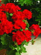 Geranium  Dark Red Plant or Pelargonium, Cranesbill with Green coloured leaves and Dark Red coloured flower 
