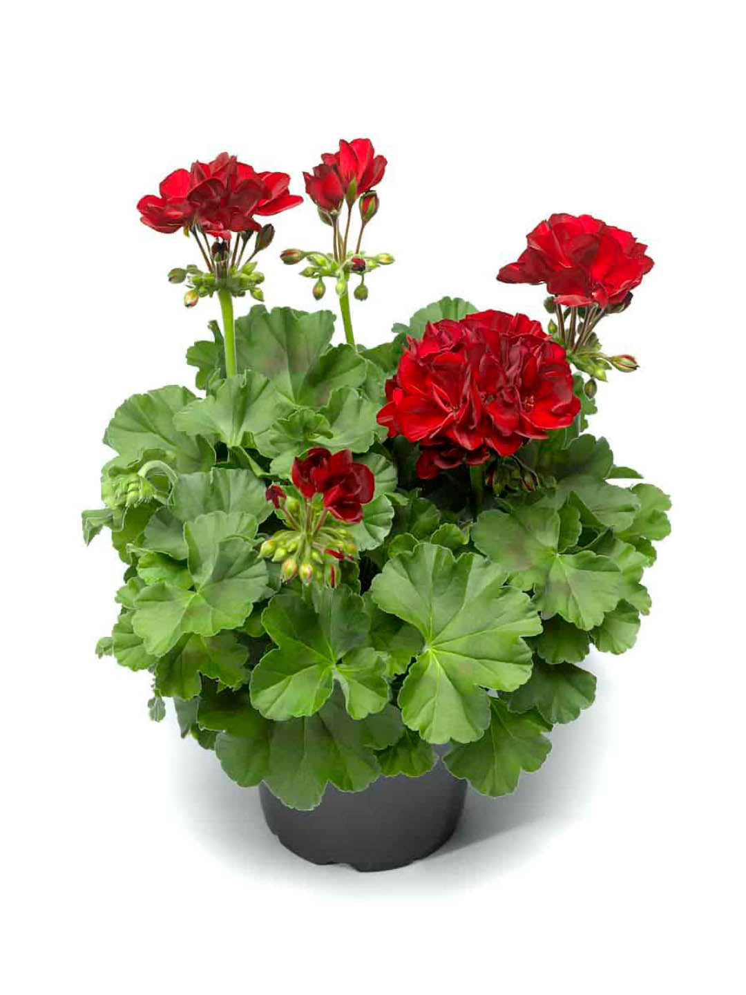 Geranium  Dark Red 