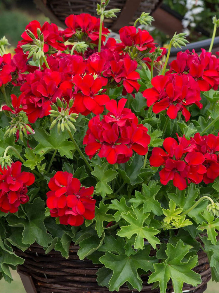 Geranium  Dark Red 