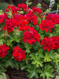 Geranium  Dark Red 