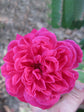 Rosa Madam Eugene Marlitt 