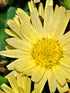 Chrysanthemum Cream Yellow Plant or Shevanti with Green coloured leaves and Cream Yellow coloured flower 
