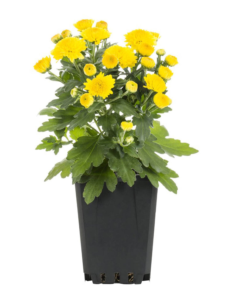 Chrysanthemum Cream Yellow 