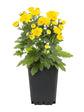 Chrysanthemum Cream Yellow 