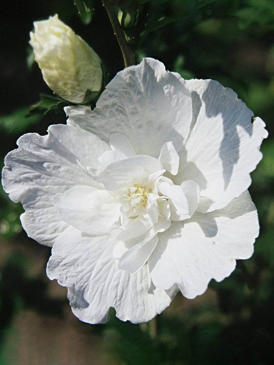 Hibiscus Syriacus White Chiffon Plant or Rose of Sharon with Green coloured leaves and White coloured flower 