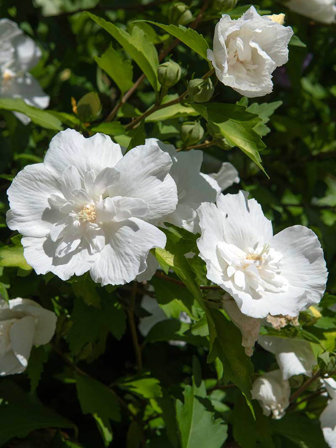 Hibiscus Syriacus White Chiffon