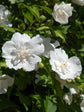 Hibiscus Syriacus White Chiffon