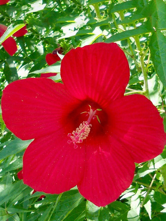 Hibiscus Coccineus Plant or Hibiscus Tex Star with Green coloured leaves and Red coloured flower 